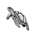 Sea Turtle